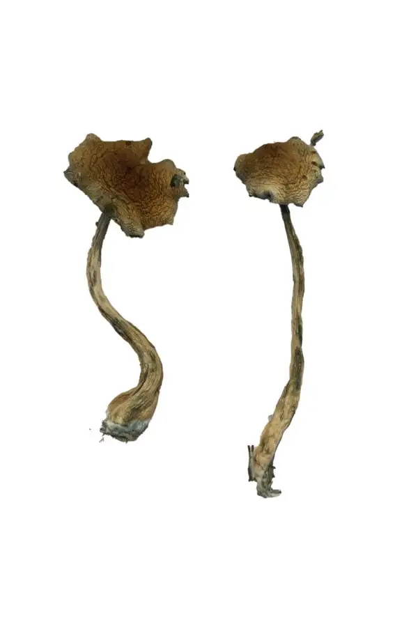 Alacabenzi-Magic-Mushrooms-600x900-1 (1)