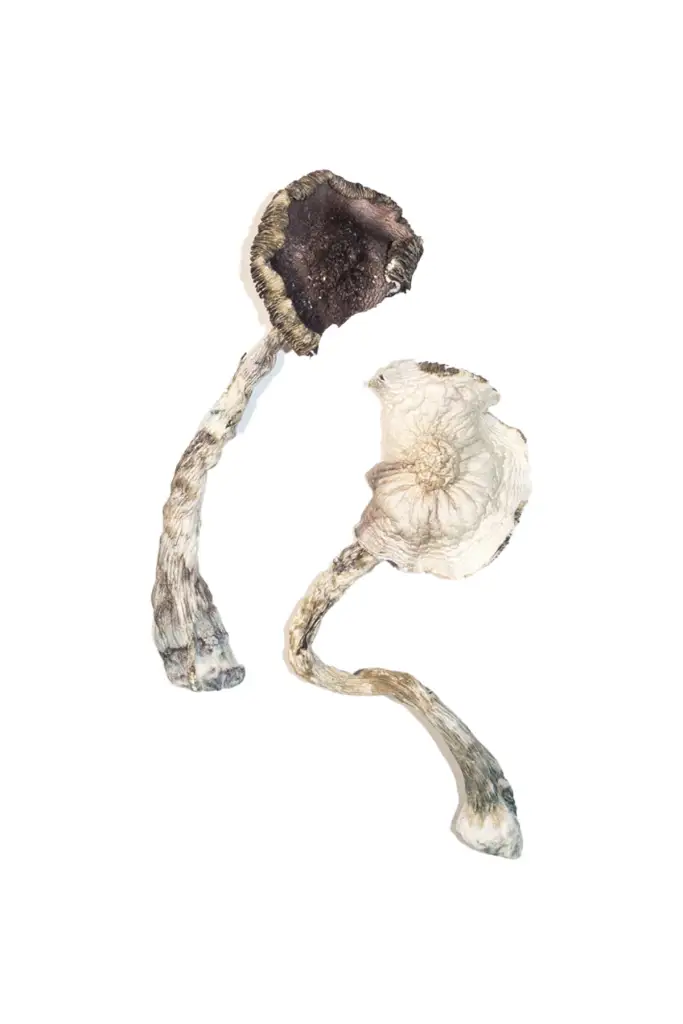 Albino-A-Magic-Mushrooms-4