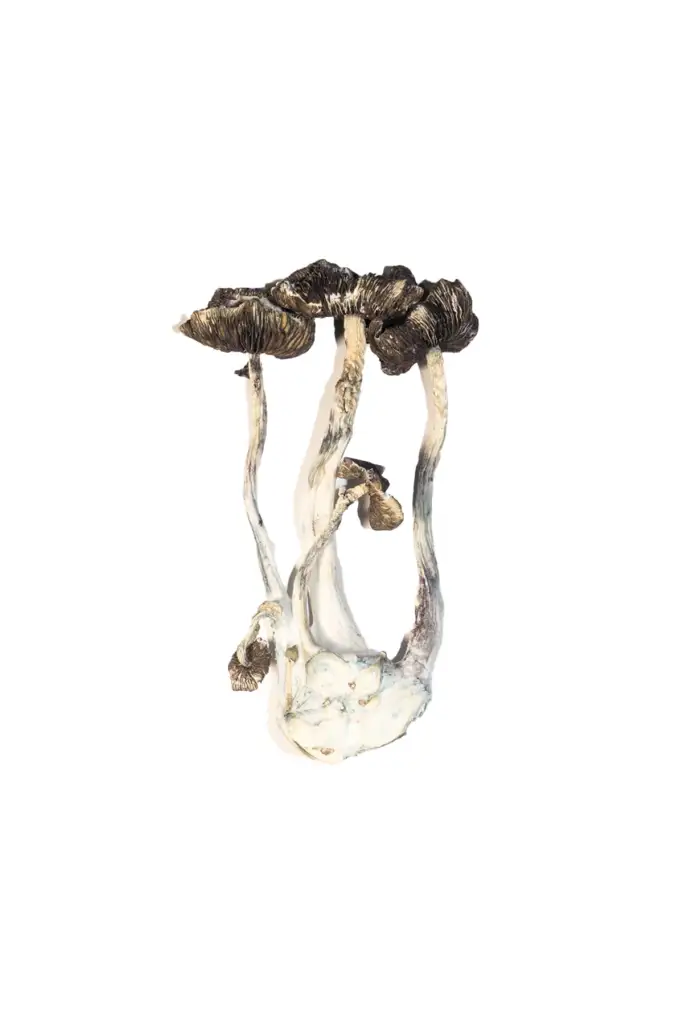 Albino-A-Magic-Mushrooms-6