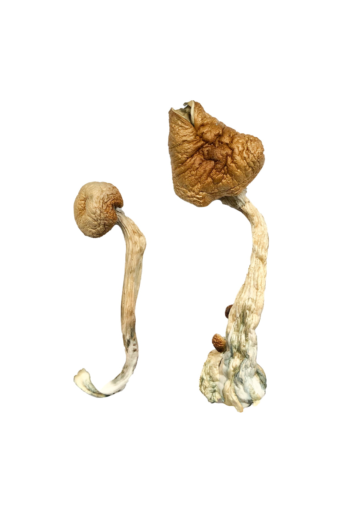 african-transkei-magic-mushrooms-2