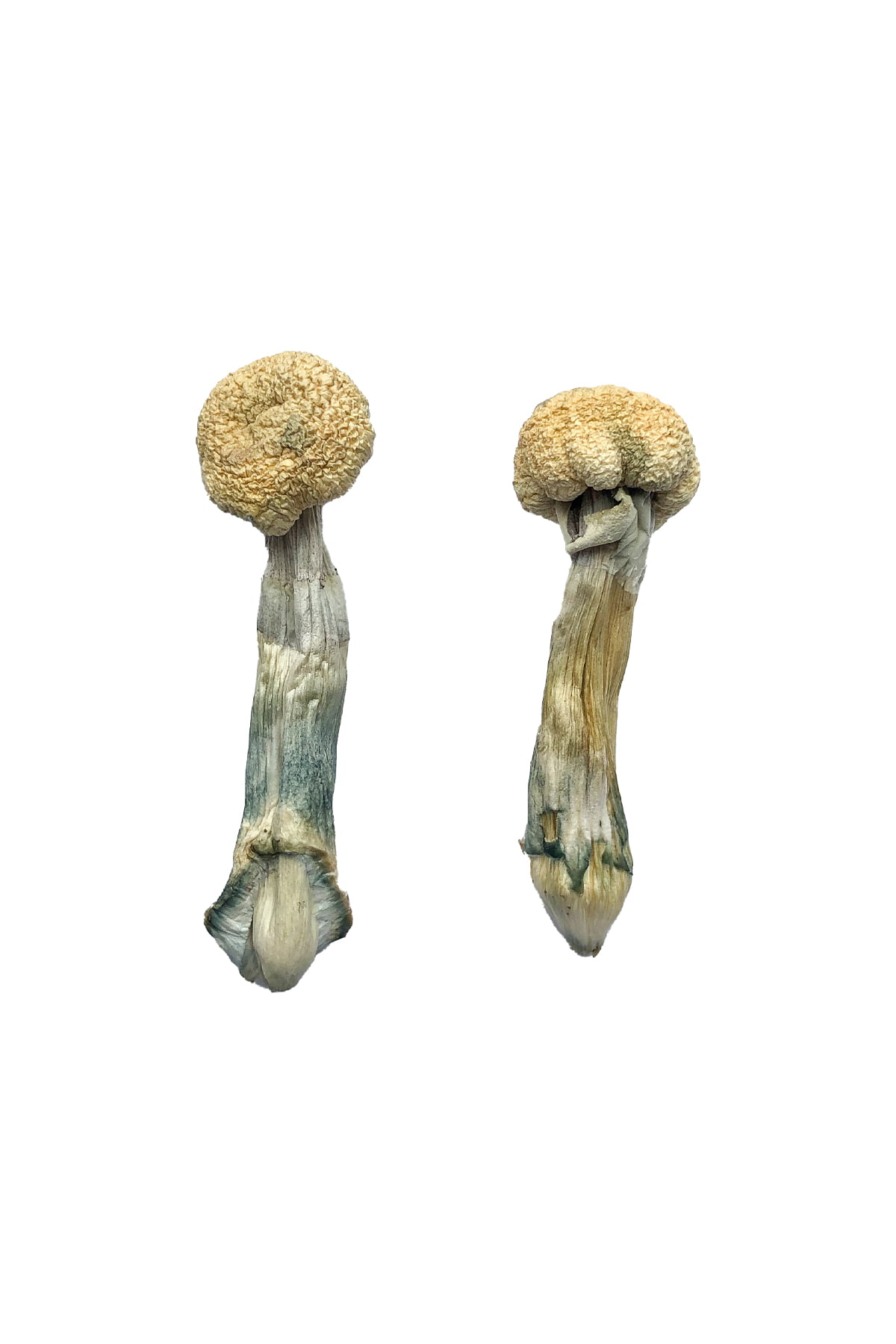 albino-treasure-coast-magic-mushrooms