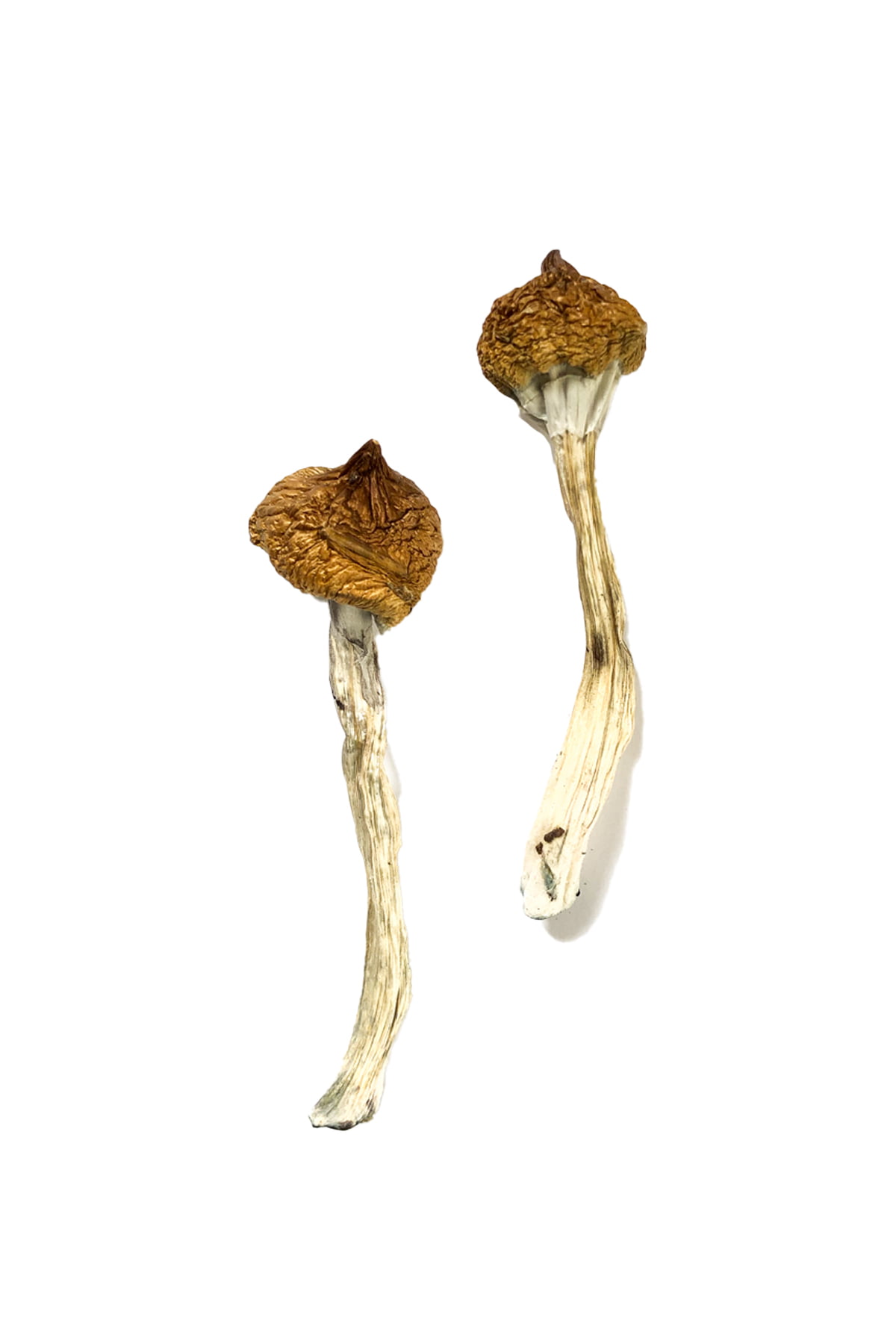 dancing-tiger-magic-mushrooms