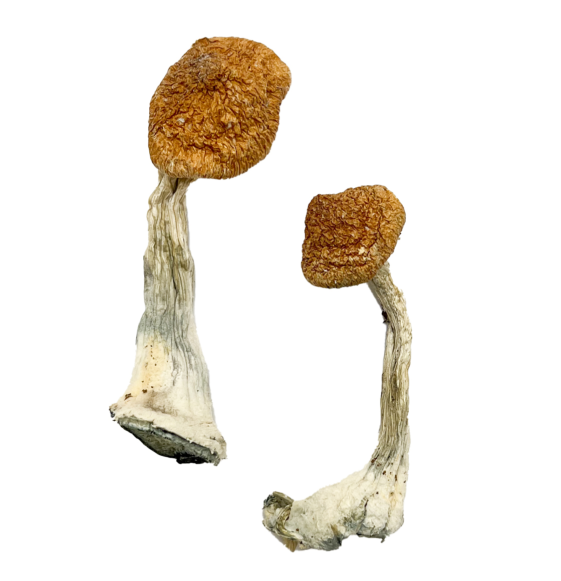 ghelga-magic-mushrooms