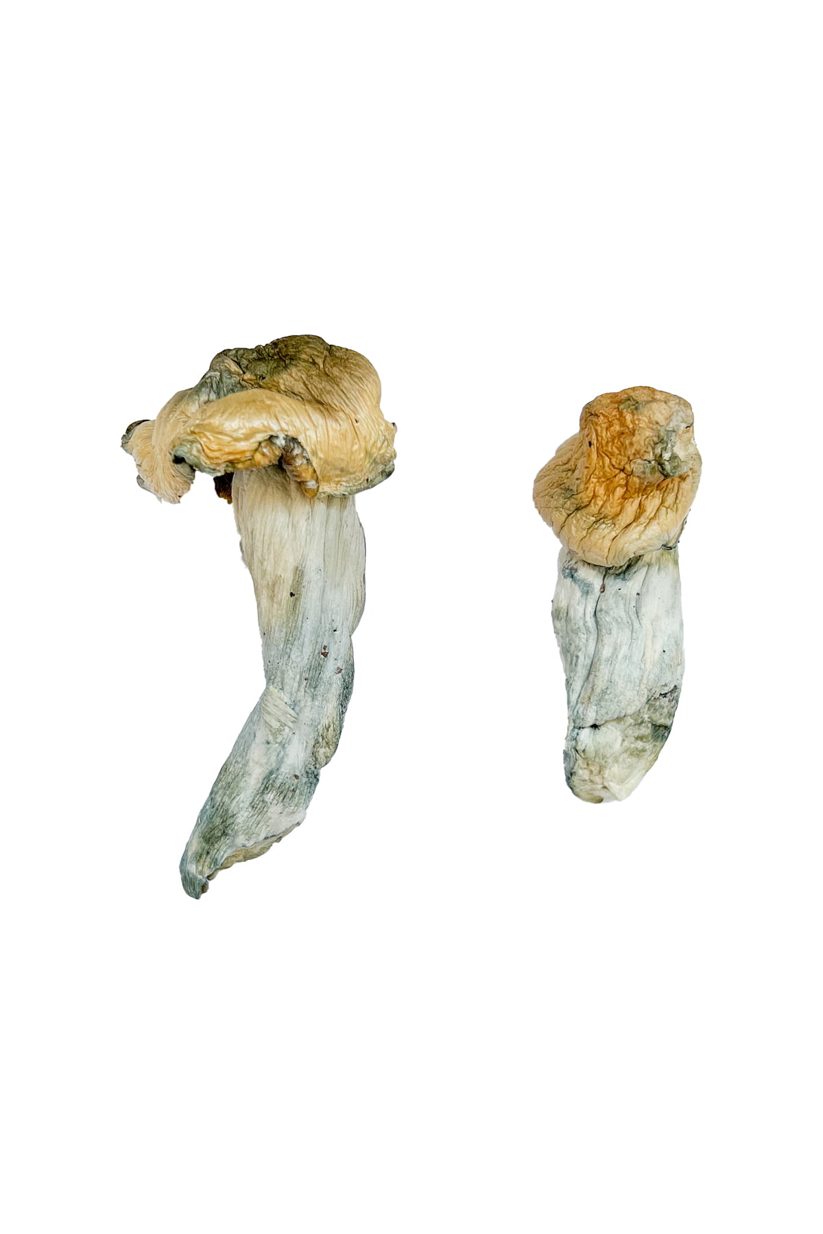 gold-member-magic-mushrooms