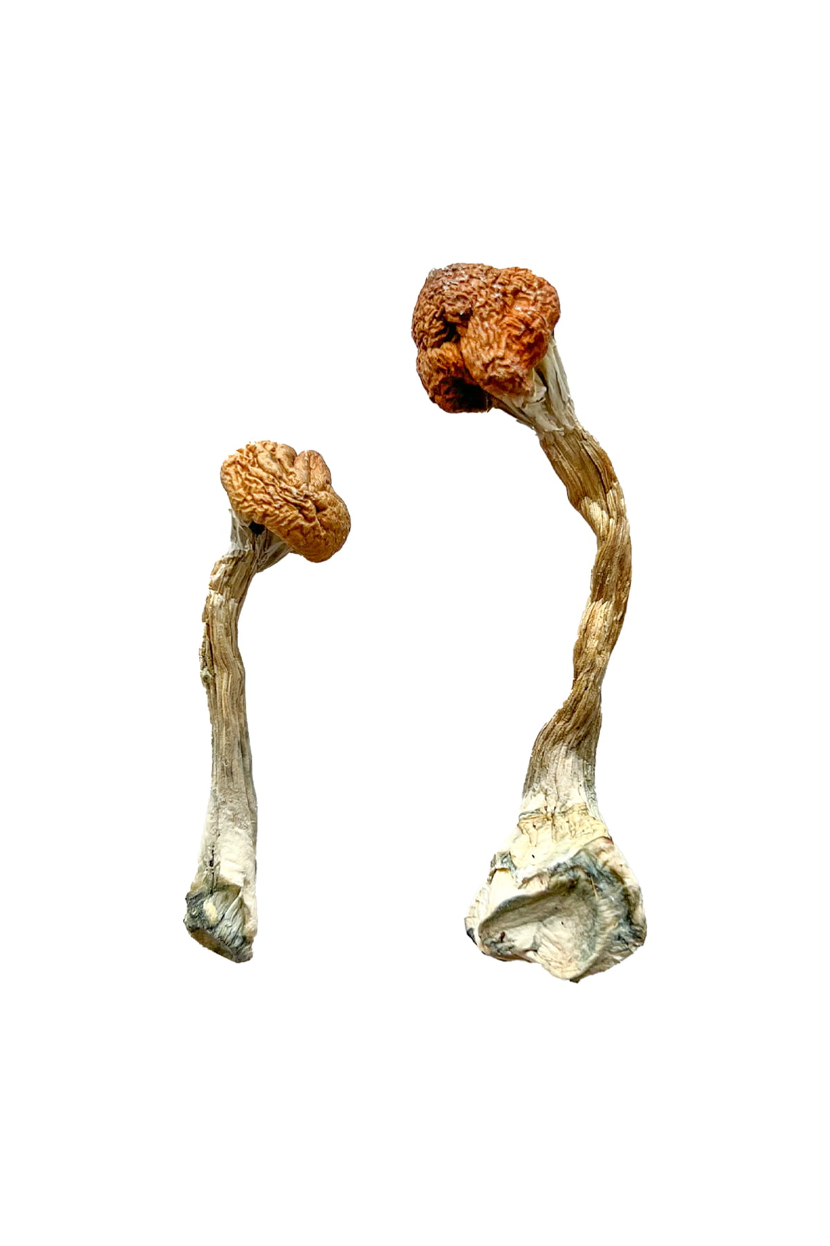 golden-emperor-magic-mushrooms