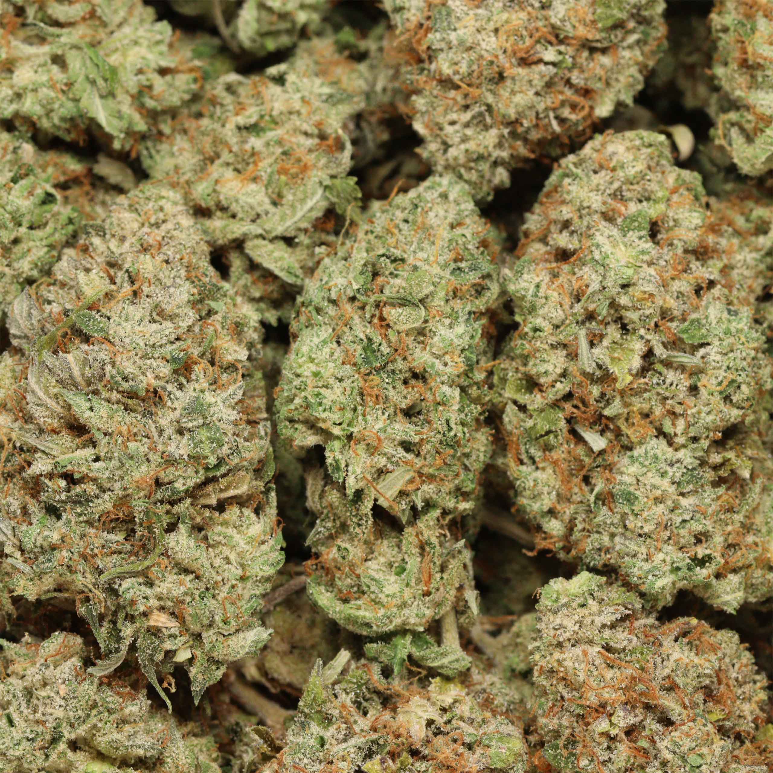 Afghani-pink-w